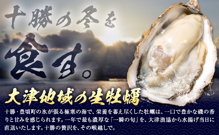 北海道大津産 産地直送 生 牡蠣 20個 大津漁業協同組合《5月中旬-6月下旬頃出荷》北海道 豊頃町 北海道産 生牡蠣 生食用 カキ 牡蠣 かき---toyokoro_ogk_1_20p---