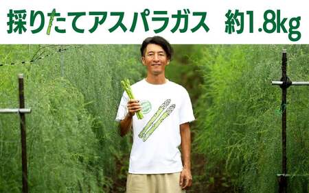 予約受付/5月初旬～6月初旬発送予定/ 春 採りたてアスパラガス  約1.8㎏ 石井建一 岩手県 北上市 D0432 アスパラ アスパラガス 野菜 人気 北海道 に負けない 美味しい 新鮮 採れたて 訳あり 不揃い 細い ものから 極太 サイズ まで様々