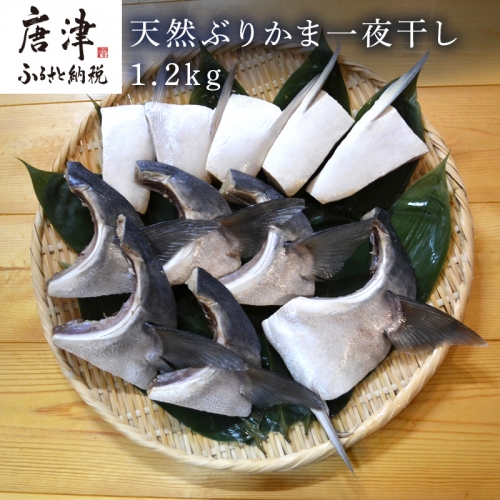 天然ぶりかま一夜干し ハーフ2食×5袋 計1kg ・フル1食×1袋 計200g(合計1.2kg) おかず おつまみ 「2023年 令和5年」