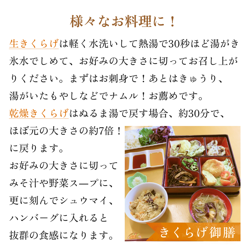 ＜ 期間限定 ＞漁師がつくる金華きくらげ 生と乾燥セット 合計約360g 生きくらげ 乾燥きくらげ キクラゲ 木耳 きのこ 乾燥 国産 食物繊維 野菜