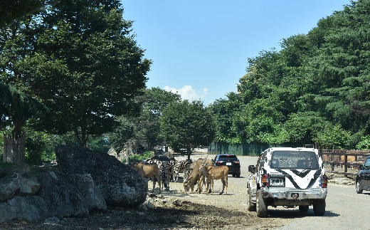 【群馬サファリパーク】プライベートツアー (2名様)