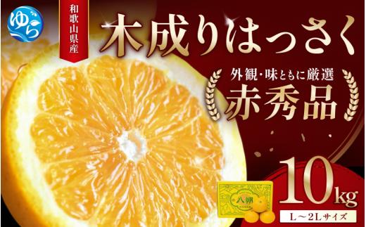 八朔 赤秀 木成りはっさく10kg ※2026年3月初旬頃～順次発送予定(お届け日指定不可) / 秀品 高級 八朔 ハッサク フルーツ 晩柑 ビタミン サイズ色々 由良 柑橘 期間限定 和歌山 みかん【jahd006】