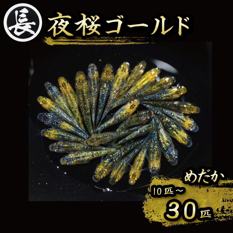 【ふるさと納税】 めだか 10 ~ 30匹 夜桜ゴールド オス メス ランダム メダカ 選べる 容量 観賞魚 ペット 淡水魚 熱帯魚 アクアリウム 飼育 インテリア 趣味 魚 水槽 金魚鉢 fish medaka aquarium インテリア 養殖 繁殖 高級 生体 魚類 小型魚 牧之原市 静岡県 丸長