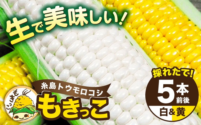 【先行予約】糸島産 トウモロコシ 「もきっこ」 白黄ミックス (5本前後) 【2026年6月下旬以降順次発送】糸島市 / 内田農業 とうもろこし コーン [AZH006]