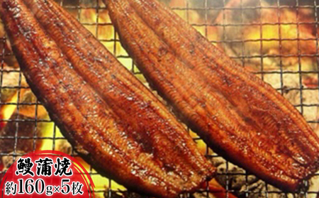 浜名湖産鰻　蒲焼 約160g×5本 セット 土用の丑の日 丑の日 うなぎ 浜松 静岡県産 