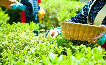 桜皮茶筒と最高峰煎茶と玉露のセット (煎茶 玉露 緑茶 宇治茶