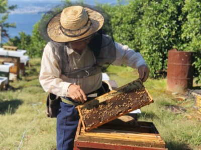 【価格改定予定】はちみつ 100g 3本 セット 蜂蜜 西浦 みかん 蜂蜜 純粋 はちみつ セット 採れたて はちみつ 蜂蜜 はちみつ 蜂蜜 はちみつ ハニー パン ジャム 蜂蜜 はちみつ ギフト 蜂