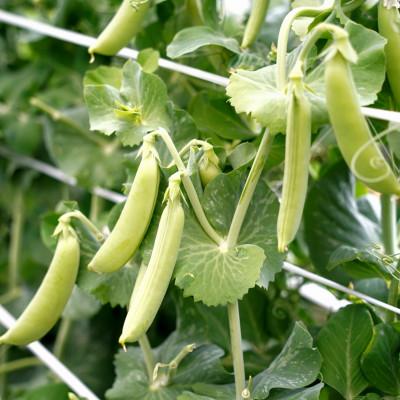 ふるさと納税 せたな町 【2026年5月中旬から順次発送】【北海道せたな町産】スナップえんどう 1kg |  | 01