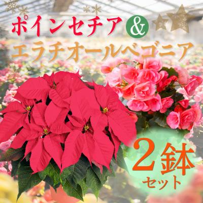 ふるさと納税 高原町 【先行受付】クリスマスフラワー「ポインセチア」&amp;「エラチオールベゴニア」セット(2鉢)　TF716