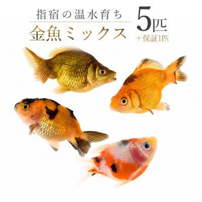 ふるさと納税 指宿市 【温水育ち】金魚ミックス5匹(IB148-002)
