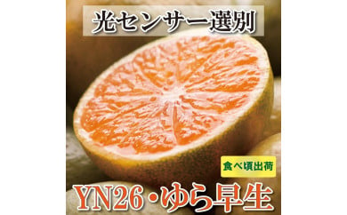 ＜9月より発送＞家庭用 極早生有田みかん3kg+90g（傷み補償分）YN26 ゆら早生 訳あり