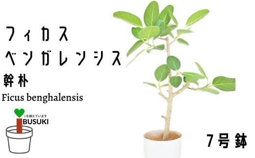 
2月下旬～発送【観葉植物】フィカスベンガレンシス幹朴60cm～80cm(Green Farm M/016-1467) 観葉植物 植物 鉢付 インテリア 室内 オフィス おしゃれ プレゼント ギフト 開店祝い 移転祝い マイナスイオン【配送不可地域：北海道・沖縄県・離島】
