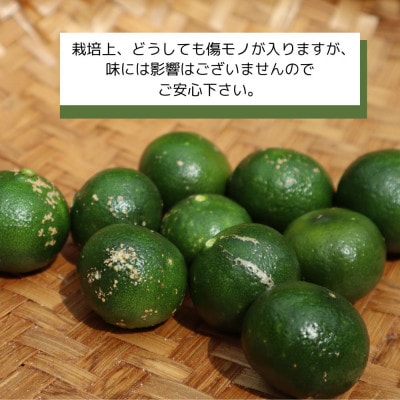 【2025年9月の発送】ゆいゆい国頭が厳選した青切りシークヮーサー5kg