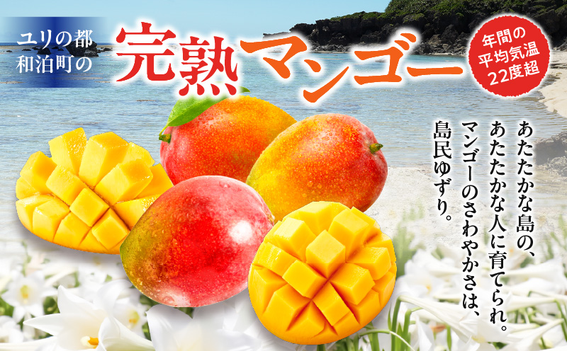 ■【先行予約】伊村農園こだわり栽培！完熟アップルマンゴー2kg（4～5玉）【7月中旬～8月上旬】　W026-002u