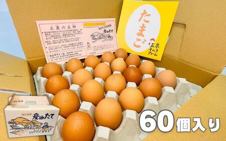 卵 定期便 3ヶ月 産みたて 赤たまご60個（Mサイズ）