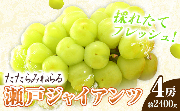 
            たたらみねらる 瀬戸ジャイアンツ 約2kg （3～5房） Y＆G.ディストリビューター株式会社《2025年8月下旬-10月下旬頃出荷》岡山県 笠岡市 マスカット ぶどう ブドウ 葡萄 フルーツ 果物
          