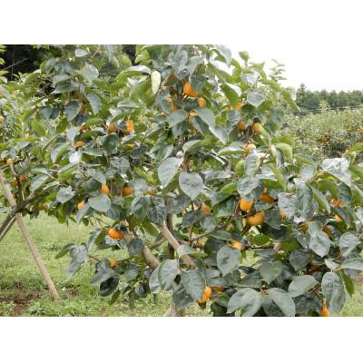 ふるさと納税 かすみがうら市 大ぶりの完全甘柿「陽豊」3.5kg以上(10〜14個) |  | 01