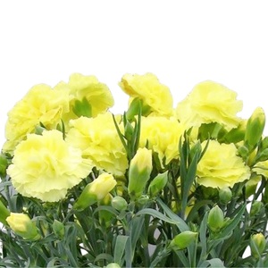 【先行予約】 母の日に！ カーネーション 黄色 2026年5月から順次発送 オンライン決済限定 花 花