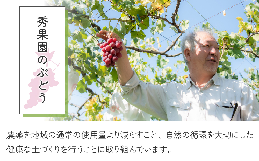 【先行受付2025年発送】種あり巨峰2kg（4~6房）｜秀果園　※2025年9月～10月順次発送予定
