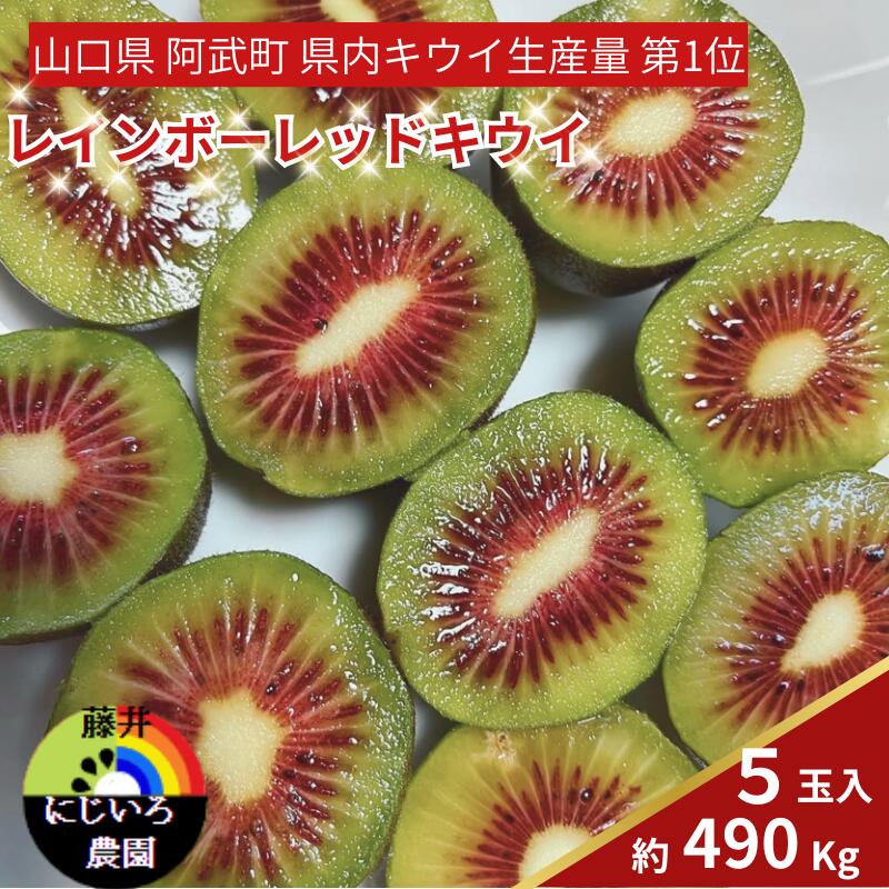 【ふるさと納税】【先行予約】 キウイ フルーツ レインボーレッド 約490g 希少品種 赤い果肉の極甘キウイ フルーツ 果物 旬 《お届け：2025年10月20日頃～2025年12月20日頃出荷》 山口県 阿武町産 デザート