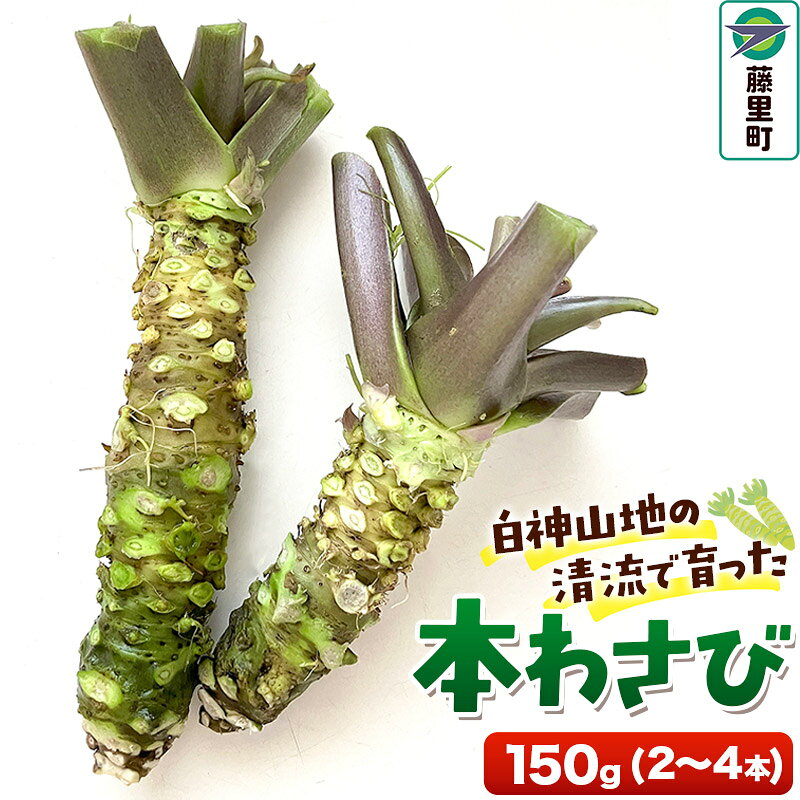 【ふるさと納税】本わさび 150g（2〜4本）ワサビ 山葵 世界自然遺産 白神山地 [生山葵 本山葵 ワサビ 山葵 wasabi おろし器 おろし 蕎麦 お寿司 肉 お刺身 薬味 調味料 世界自然遺産 白神山地 秋田県 藤里町]