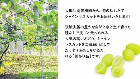 訳あり シャインマスカット 約 1.5kg (2～4房)( 茨城県共通返礼品：石岡市 )