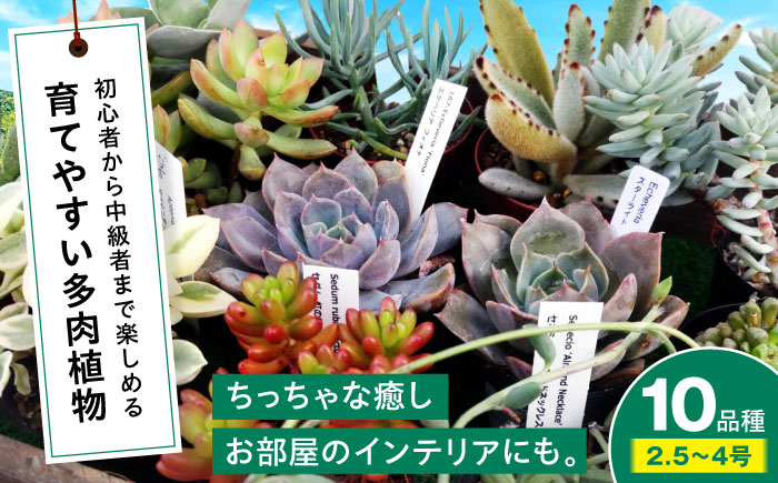 多肉植物 10品種10鉢セット 植物 セット 初心者 育てやすい 多肉植物 三次市/園芸王国パスタイム [APCJ001]