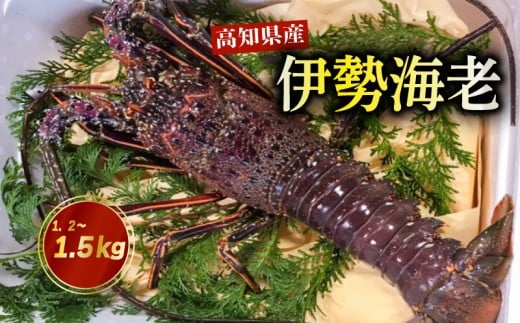 伊勢海老 1.2kg ～ 1.5kg 高知県産 厳選 産地直送 冷凍 高級 イセエビ 海鮮 魚介 刺身 焼き物 汁物 ギフト 贈答 贈り物 祝い 歳暮 中元 高知 天然 海の幸 高知県 須崎市 NS012-x