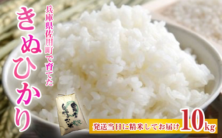【先行予約】兵庫県佐用町で育てたきぬひかり 10kg 【2025年9月下旬頃から順次発送予定】 兵庫県産 きぬひかり 減農薬米 精米 お米 特Aランク