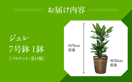 ジェレ 観葉植物 植物 7号鉢 ジェレ 人気 おしゃれ かわいい お手入れ 室内 大鉢 中型 インテリア リビング 玄関 寝室 キッチン オフィス プレゼント ギフト 新居 入居 インテリアグリーン
