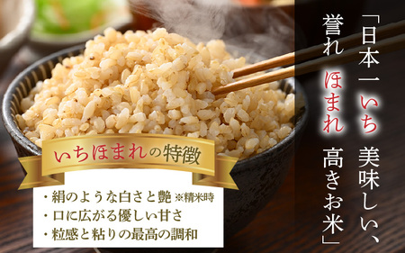 【令和7年産・新米】定期便6回 いちほまれ 玄米 5kg×6回（計30kg）《新鮮な高品質米をお届け！》／ 福井県産 ブランド米 ご飯 [aw064-h004]