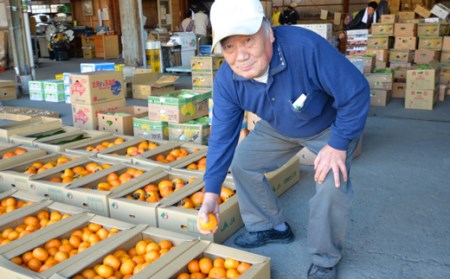 宿毛青果の宿毛産文旦10kg家庭用(Mサイズ)