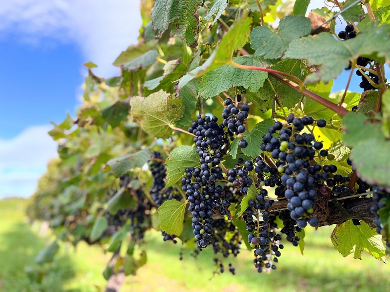 町民用シリーズ白12本 最短申込みから2日発送 北海道ワイン 北海道池田町