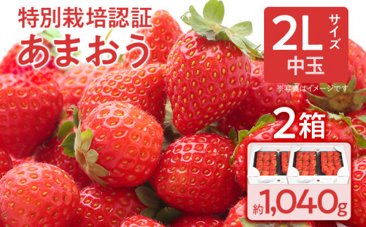 
特別栽培認証あまおう 2Lサイズ 2箱セット あまおう イチゴ 苺 いちご フルーツ 果物 くだもの 福岡県産 お取り寄せグルメ お取り寄せ 福岡 お土産 九州 福岡土産 取り寄せ グルメ 福岡県
