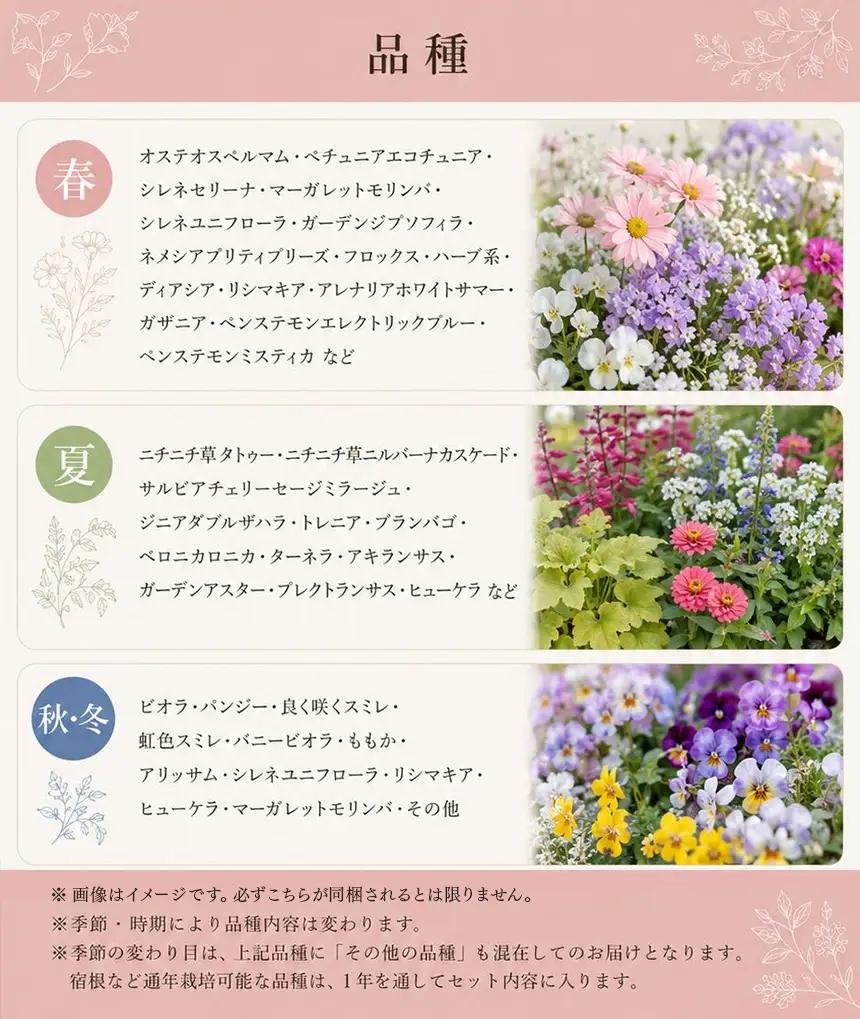 季節の花苗24苗セット珍しい宿根と季節の花苗 | 季節 お花 フラワー ガーデニング 苗 兵庫県 上郡町