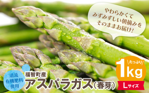 W18-20-02 清流・有機肥料使用 アスパラガス(春芽) 1kg(Lサイズ) 朝採り 旬 旬野菜 新鮮 アスパラ アスパラガス 野菜 とれたて お取り寄せ 福岡県 福智町 国産 九州産 送料無料