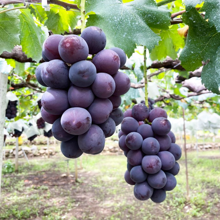 種無しピオーネ 2kg