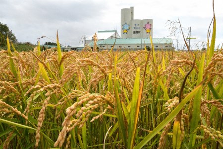 【定期便4ヶ月】11月発送開始 ゆめぴりか 玄米5kg 計4回毎月お届け 令和7年産 雪冷気 籾貯蔵 北海道 雪中米 特Aランク