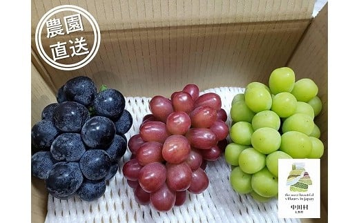 担当者おすすめ「味覚の里なかがわ」の旬のくだもの～フルーツガーデン松村のぶどう　味比べ３種セット　約1.8Kg