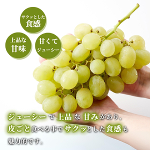【令和8年産 先行予約】 ロザリオビアンコ ぶどう 約2kg | 新潟県