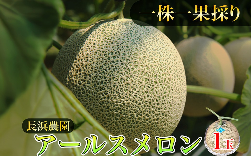 【数量限定100】アールスメロン（ネットメロン） 1玉（2027年7月上旬～発送） 国産 フルーツ 果物 メロン 甘い 糖度 ハウス栽培 リピート めろん ふるさと納税 メロン ふるさと納税 期間限定　NG00017