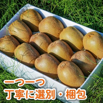 ふるさと納税 松山市 <先行受付>愛媛県産 キウイフルーツ1.5kg (約10玉)2024年11月中旬〜12月上旬 秀品 |  | 02
