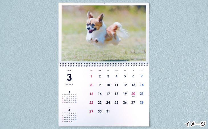 Bコース　飛行犬撮影カレンダーセット
