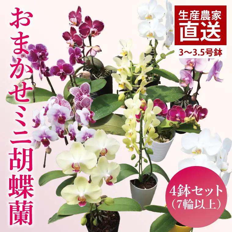 胡蝶蘭 (単鉢・7輪以上) 4鉢セット 父の日 母の日 胡蝶蘭