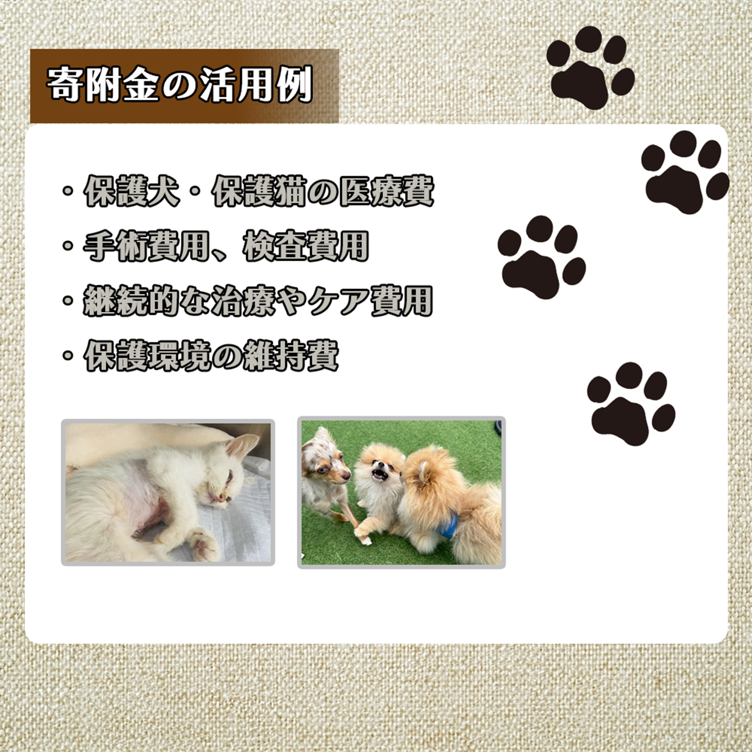 DQ-002_保護犬・保護猫支援！　2,000円コース（返礼品無し）