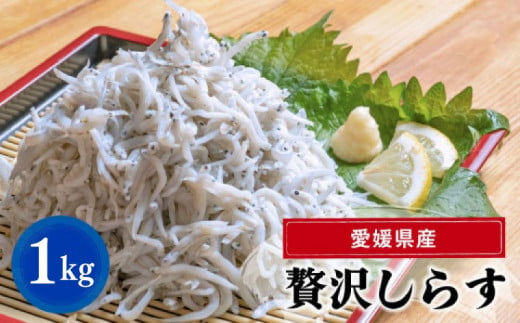 【大人気】 しらす 1kg ( 1kg × 1パック ) 冷凍 約15人前 しらす丼 丼ぶり 魚 さかな ご飯 ごはん 炒飯 チャーハン パスタ スパゲティ サラダ 卵焼き お取り寄せ グルメ 人気 おすすめ 愛媛県 松山市 しらす