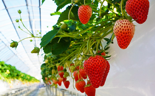 【2026年出荷先行予約】総重量約840g【掛川市産】いちご・紅ほっぺ ホールパック　(2パック入)【配送不可地域：離島・北海道・沖縄県・四国・九州】【1635325】