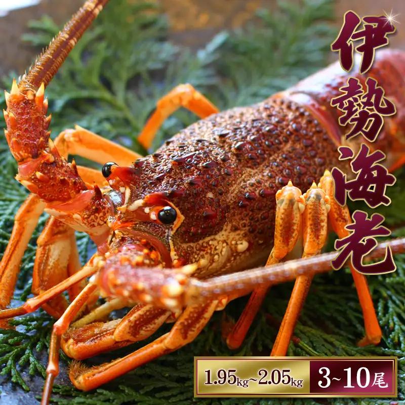 天然 伊勢えび（活）3～10尾 1.95～2.05kg【2026年10月中旬頃から2027年3月末までに順次発送（1月は漁不可）】 / 伊勢えび 伊勢海老 海老 海鮮 天然 えび エビ 活【enk004】