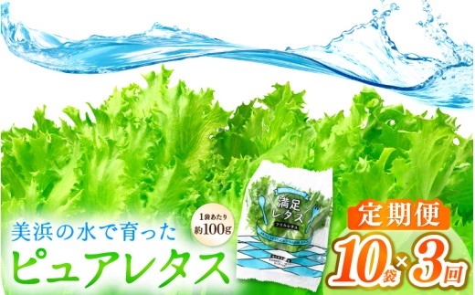 定期便 ≪3ヶ月連続お届け≫ 美浜の水で育ったピュアレタス　フリルレタス 10袋【栽培期間中 農薬不使用 野菜 生野菜 レタス グリーンリーフ サラダ サンドイッチ お弁当 水耕栽培 洗わず食べられる 時短 付け合わせ ダイエット ヘルシー】[m40-b008]