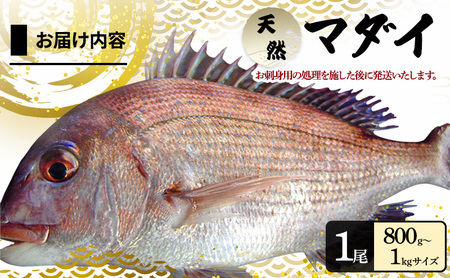 天然まだい1尾 【お刺身用短冊処理済み】（淡路島由良産 人数の目安：3～4人前） 兵庫県 洲本市 淡路島